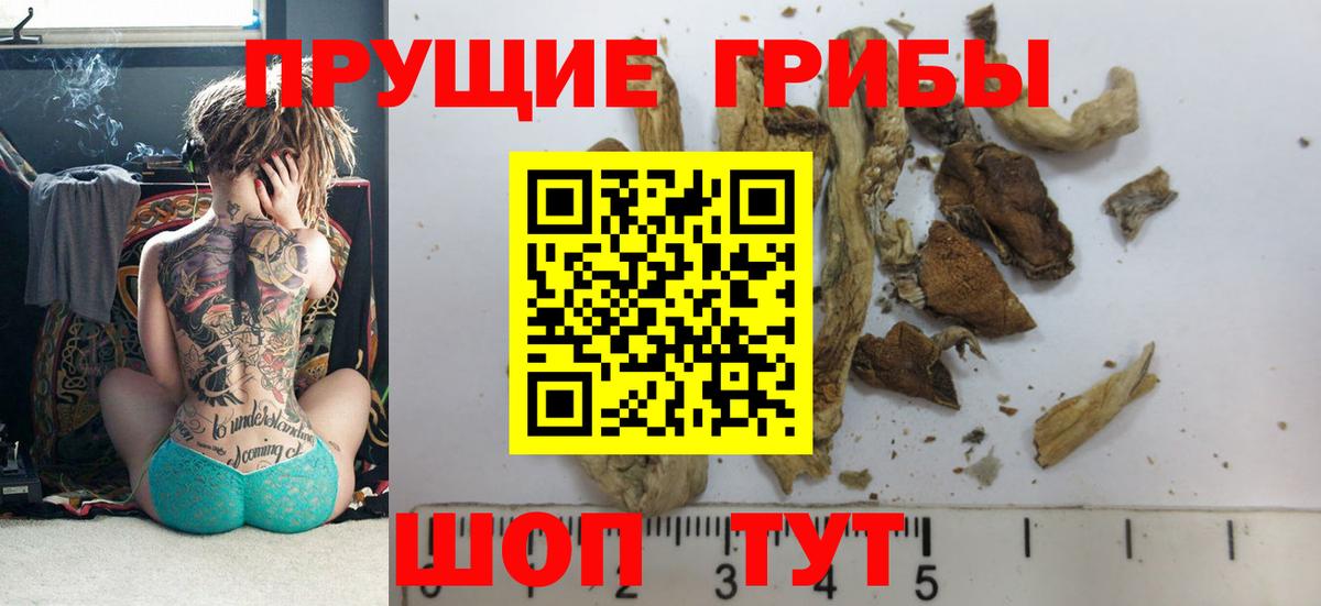 Галлюциногенные грибы Psilocybine cubensis Кудымкар